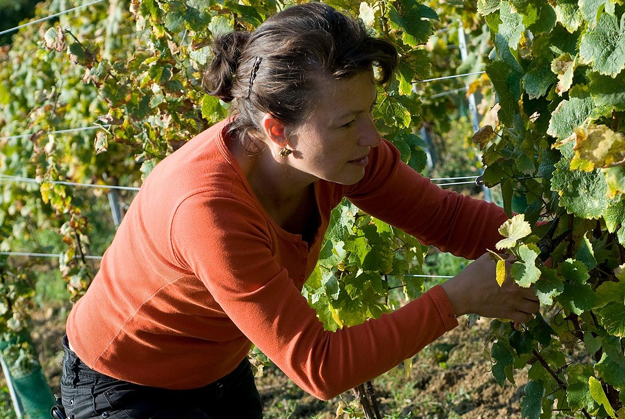Les vignerons Vignobles Molozay Château de Vaux Moselle Les vignerons Vignobles Molozay Château de Vaux Moselle